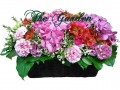 Pink Lady - 3 Hydrangea