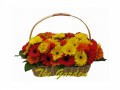 Vitality - Gerbera + Fillers